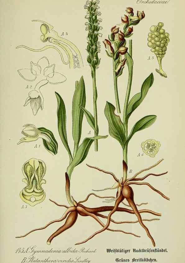 Reproducción/Reproduction 7845422920: Flora von Deutschland, Österreich und der Schweiz.. Gera,Zezschwitz,1903-