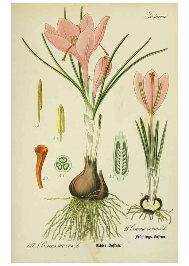 Reproducción/Reproduction 7845412506: Flora von Deutschland, Österreich und der Schweiz.. Gera,Zezschwitz,1903-
