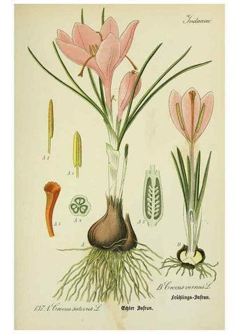 Reproducción/Reproduction 7845412506: Flora von Deutschland, Österreich und der Schweiz.. Gera,Zezschwitz,1903-