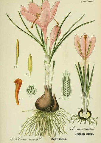 Reproducción/Reproduction 7845412506: Flora von Deutschland, Österreich und der Schweiz.. Gera,Zezschwitz,1903-