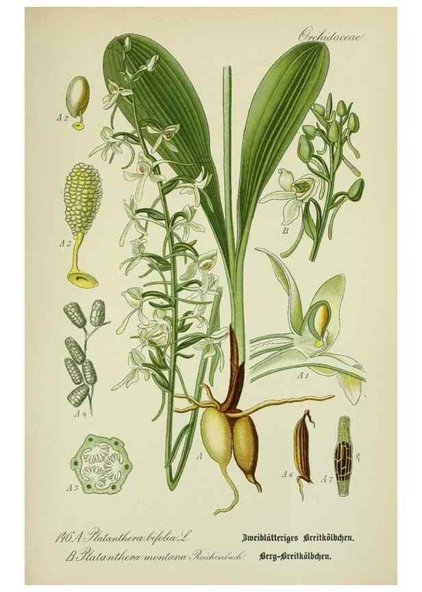 Reproducción/Reproduction 7845424296: Flora von Deutschland, Österreich und der Schweiz.. Gera,Zezschwitz,1903-