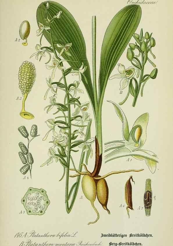 Reproducción/Reproduction 7845424296: Flora von Deutschland, Österreich und der Schweiz.. Gera,Zezschwitz,1903-