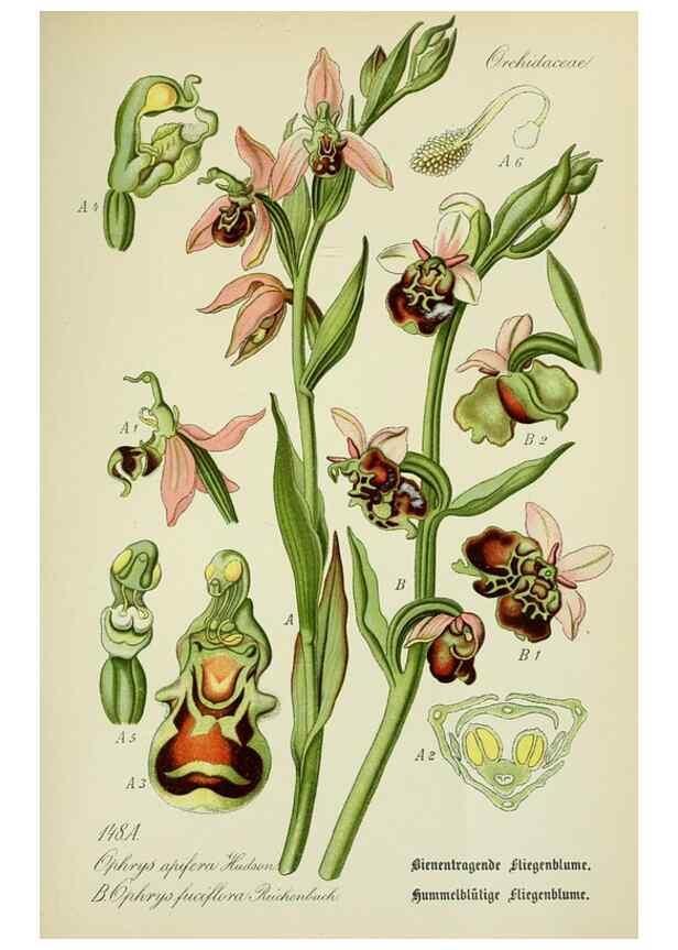 Reproducción/Reproduction 7845426942: Flora von Deutschland, Österreich und der Schweiz.. Gera,Zezschwitz,1903-