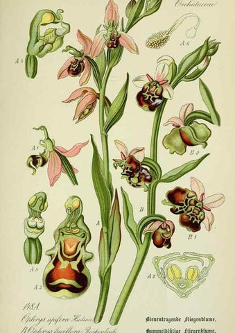 Reproducción/Reproduction 7845426942: Flora von Deutschland, Österreich und der Schweiz.. Gera,Zezschwitz,1903-