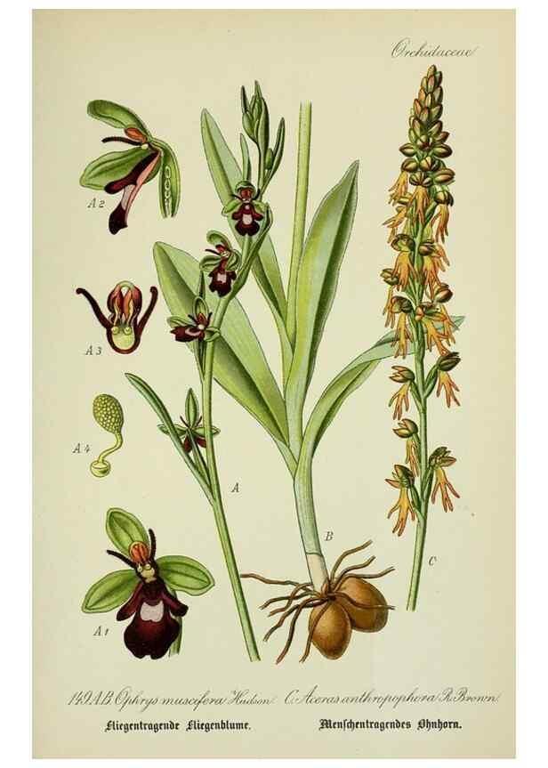 Reproducción/Reproduction 7845428204: Flora von Deutschland, Österreich und der Schweiz.. Gera,Zezschwitz,1903-