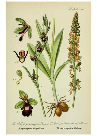 Reproducción/Reproduction 7845428204: Flora von Deutschland, Österreich und der Schweiz.. Gera,Zezschwitz,1903-