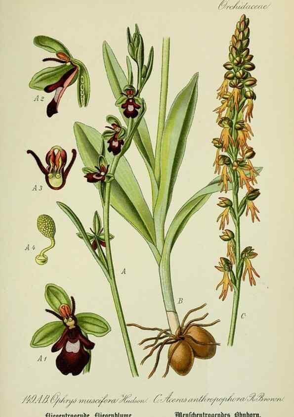 Reproducción/Reproduction 7845428204: Flora von Deutschland, Österreich und der Schweiz.. Gera,Zezschwitz,1903-