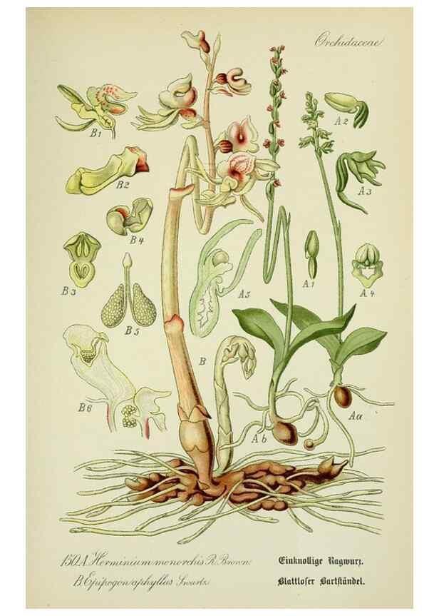 Reproducción/Reproduction 7845429424: Flora von Deutschland, Österreich und der Schweiz.. Gera,Zezschwitz,1903-