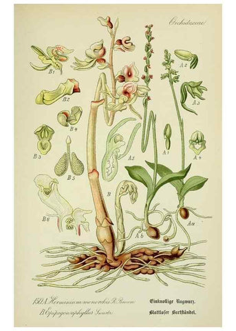 Reproducción/Reproduction 7845429424: Flora von Deutschland, Österreich und der Schweiz.. Gera,Zezschwitz,1903-