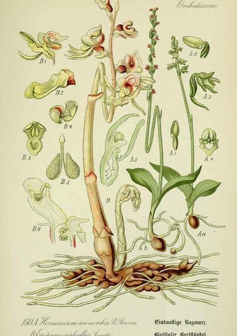 Reproducción/Reproduction 7845429424: Flora von Deutschland, Österreich und der Schweiz.. Gera,Zezschwitz,1903-