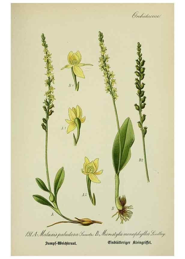 Reproducción/Reproduction 7845430986: Flora von Deutschland, Österreich und der Schweiz.. Gera,Zezschwitz,1903-