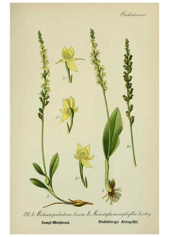 Reproducción/Reproduction 7845430986: Flora von Deutschland, Österreich und der Schweiz.. Gera,Zezschwitz,1903-