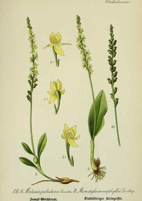 Reproducción/Reproduction 7845430986: Flora von Deutschland, Österreich und der Schweiz.. Gera,Zezschwitz,1903-