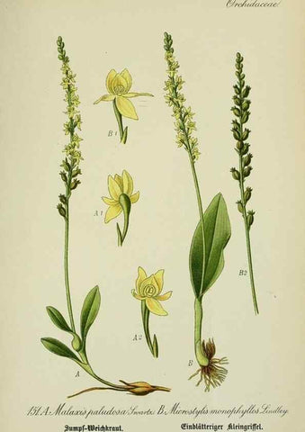 Reproducción/Reproduction 7845430986: Flora von Deutschland, Österreich und der Schweiz.. Gera,Zezschwitz,1903-