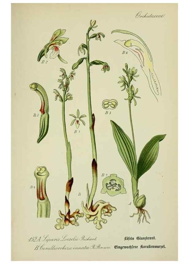 Reproducción/Reproduction 7845432118: Flora von Deutschland, Österreich und der Schweiz.. Gera,Zezschwitz,1903-