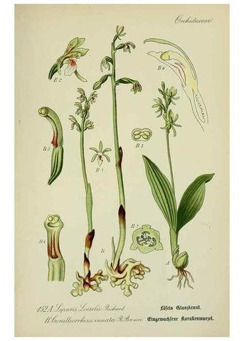 Reproducción/Reproduction 7845432118: Flora von Deutschland, Österreich und der Schweiz.. Gera,Zezschwitz,1903-