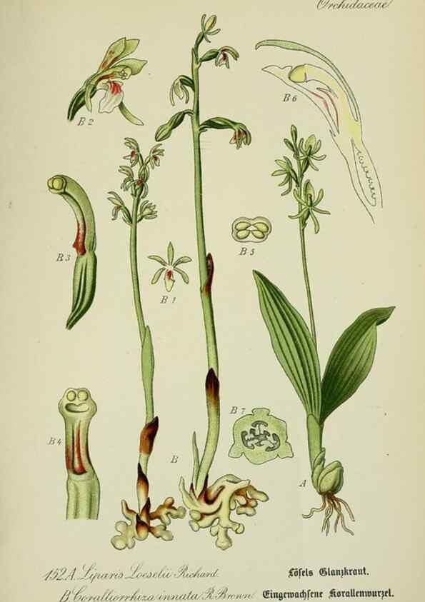 Reproducción/Reproduction 7845432118: Flora von Deutschland, Österreich und der Schweiz.. Gera,Zezschwitz,1903-