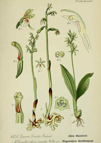 Reproducción/Reproduction 7845432118: Flora von Deutschland, Österreich und der Schweiz.. Gera,Zezschwitz,1903-