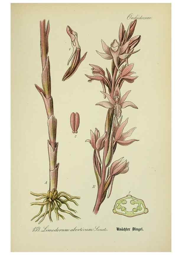Reproducción/Reproduction 7845433300: Flora von Deutschland, Österreich und der Schweiz.. Gera,Zezschwitz,1903-