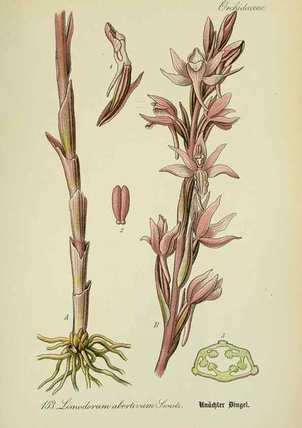 Reproducción/Reproduction 7845433300: Flora von Deutschland, Österreich und der Schweiz.. Gera,Zezschwitz,1903-