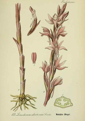 Reproducción/Reproduction 7845433300: Flora von Deutschland, Österreich und der Schweiz.. Gera,Zezschwitz,1903-