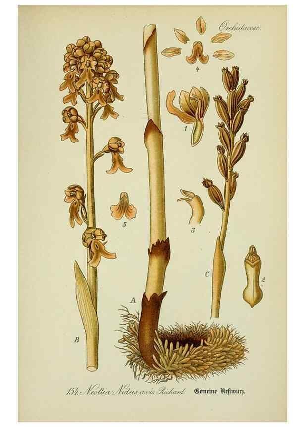 Reproducción/Reproduction 7845434752: Flora von Deutschland, Österreich und der Schweiz.. Gera,Zezschwitz,1903-