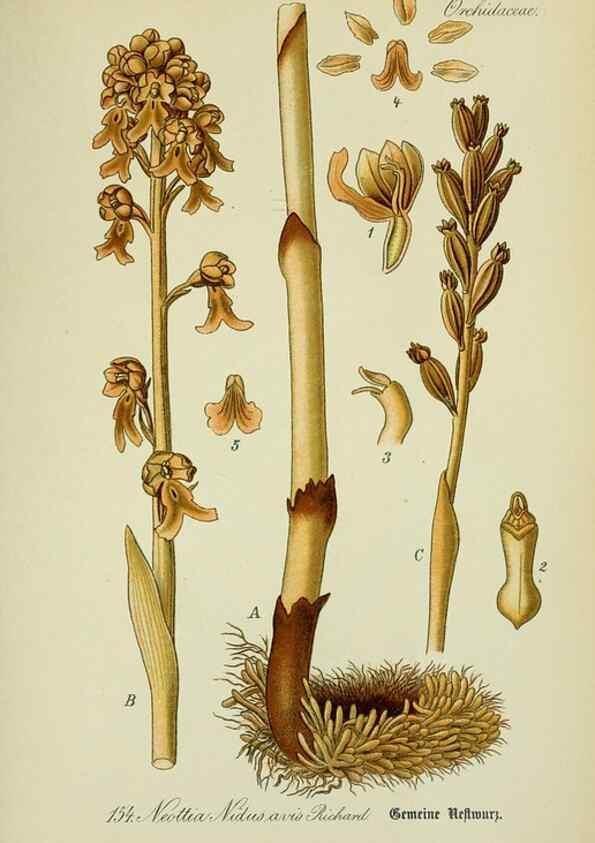 Reproducción/Reproduction 7845434752: Flora von Deutschland, Österreich und der Schweiz.. Gera,Zezschwitz,1903-
