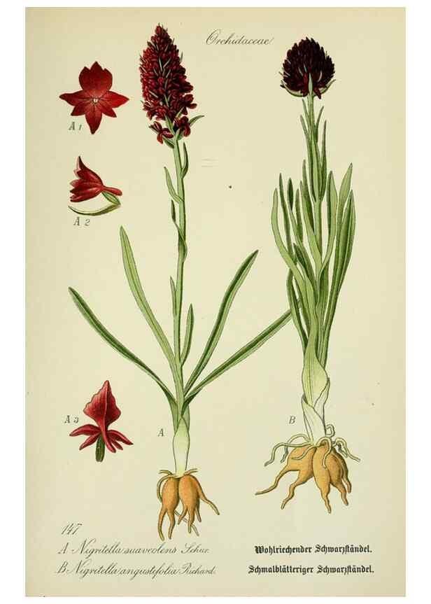 Reproducción/Reproduction 7845425644: Flora von Deutschland, Österreich und der Schweiz.. Gera,Zezschwitz,1903-