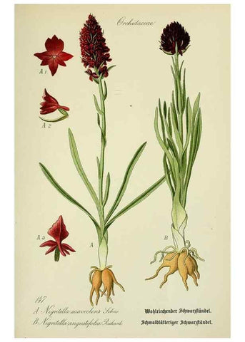Reproducción/Reproduction 7845425644: Flora von Deutschland, Österreich und der Schweiz.. Gera,Zezschwitz,1903-