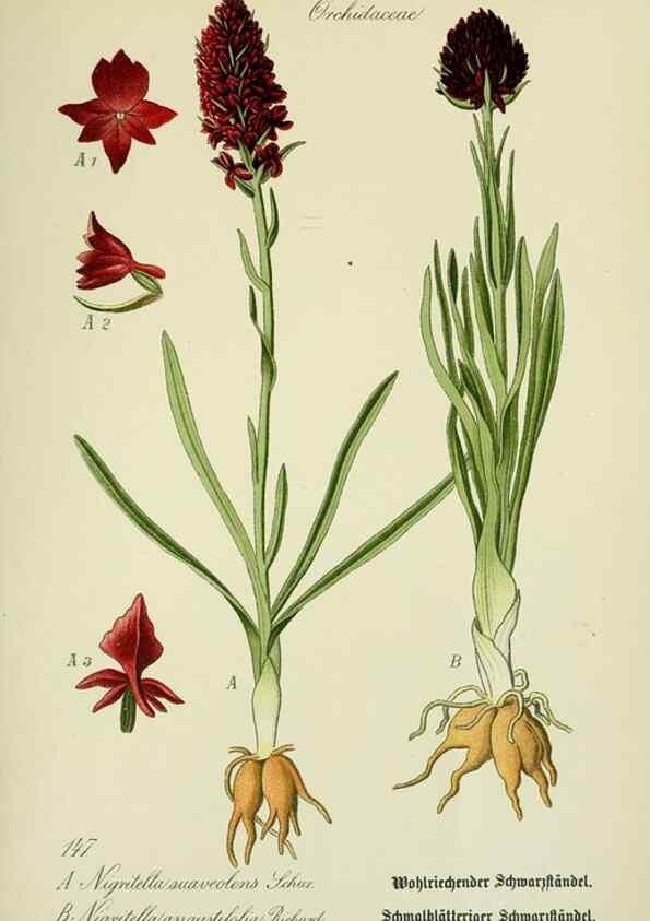 Reproducción/Reproduction 7845425644: Flora von Deutschland, Österreich und der Schweiz.. Gera,Zezschwitz,1903-