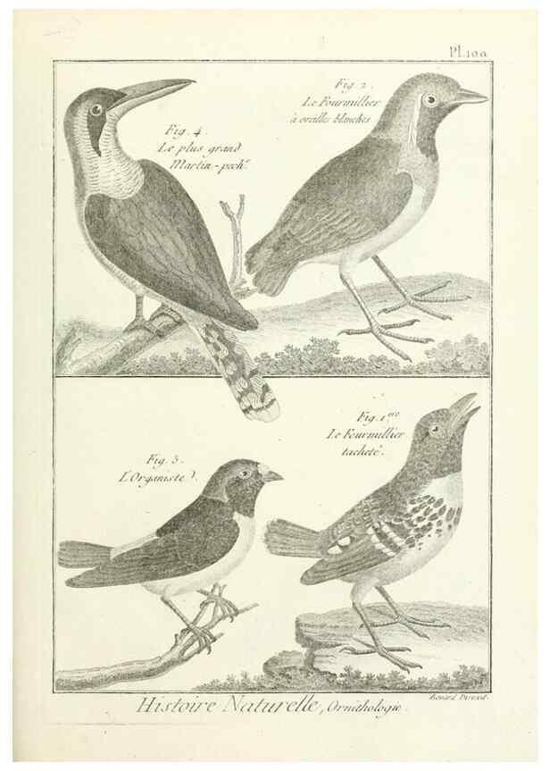 Reproducción/Reproduction 7850616844: Tableau encyclopédique et méthodique des trois règnes de la nature.. A Paris :Chez Mme. veuve Agasse ...,1823.