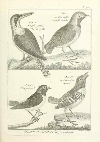 Reproducción/Reproduction 7850616844: Tableau encyclopédique et méthodique des trois règnes de la nature.. A Paris :Chez Mme. veuve Agasse ...,1823.