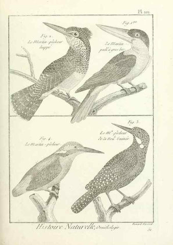 Reproducción/Reproduction 7850617952: Tableau encyclopédique et méthodique des trois règnes de la nature.. A Paris :Chez Mme. veuve Agasse ...,1823.