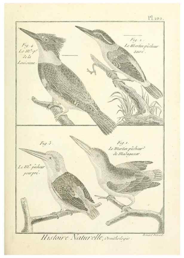 Reproducción/Reproduction 7850619142: Tableau encyclopédique et méthodique des trois règnes de la nature.. A Paris :Chez Mme. veuve Agasse ...,1823.