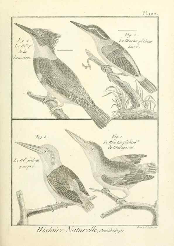 Reproducción/Reproduction 7850619142: Tableau encyclopédique et méthodique des trois règnes de la nature.. A Paris :Chez Mme. veuve Agasse ...,1823.