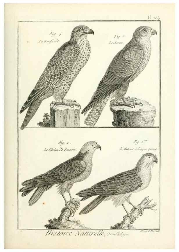 Reproducción/Reproduction 7850783884: Tableau encyclopédique et méthodique des trois règnes de la nature.. A Paris :Chez Mme. veuve Agasse ...,1823.