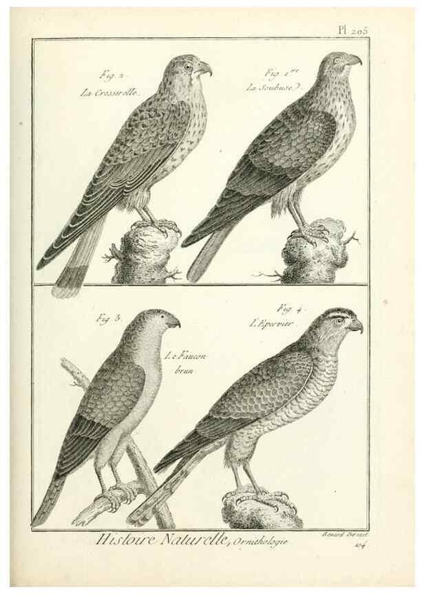 Reproducción/Reproduction 7850785244: Tableau encyclopédique et méthodique des trois règnes de la nature.. A Paris :Chez Mme. veuve Agasse ...,1823.