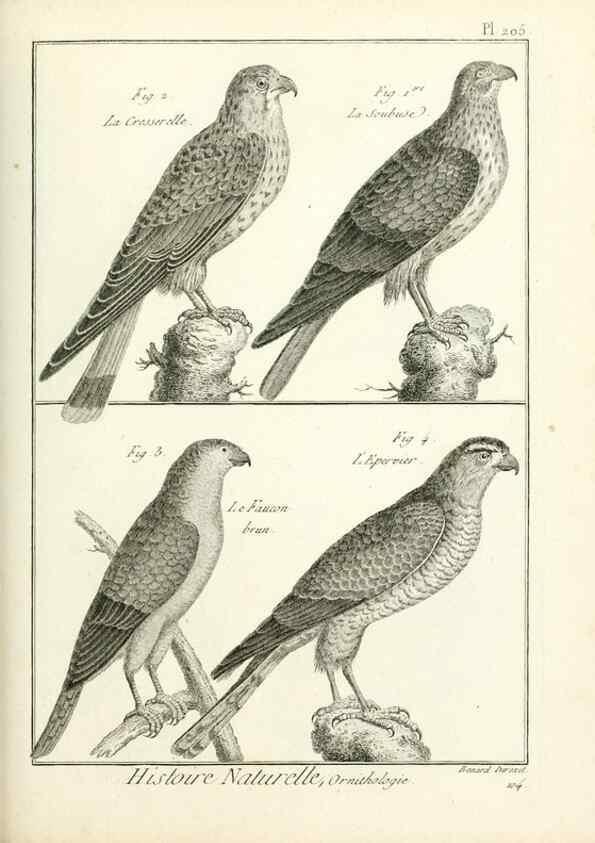 Reproducción/Reproduction 7850785244: Tableau encyclopédique et méthodique des trois règnes de la nature.. A Paris :Chez Mme. veuve Agasse ...,1823.