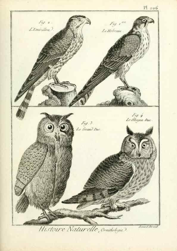Reproducción/Reproduction 7850786462: Tableau encyclopédique et méthodique des trois règnes de la nature.. A Paris :Chez Mme. veuve Agasse ...,1823.