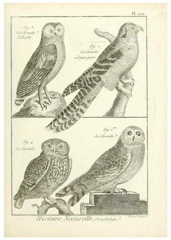 Reproducción/Reproduction 7850791886: Tableau encyclopédique et méthodique des trois règnes de la nature.. A Paris :Chez Mme. veuve Agasse ...,1823.