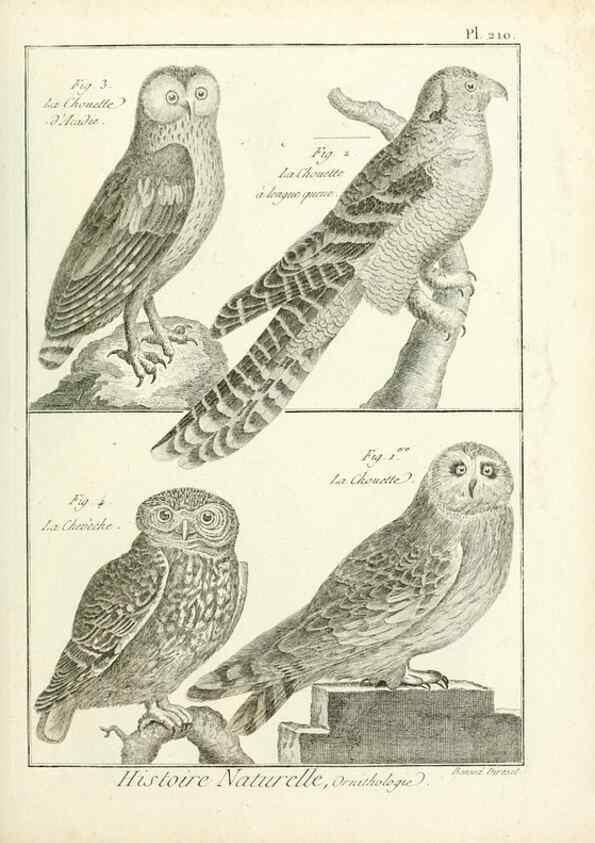 Reproducción/Reproduction 7850791886: Tableau encyclopédique et méthodique des trois règnes de la nature.. A Paris :Chez Mme. veuve Agasse ...,1823.