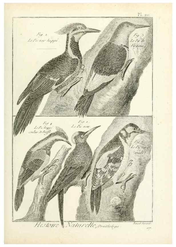Reproducción/Reproduction 7850793254: Tableau encyclopédique et méthodique des trois règnes de la nature.. A Paris :Chez Mme. veuve Agasse ...,1823.