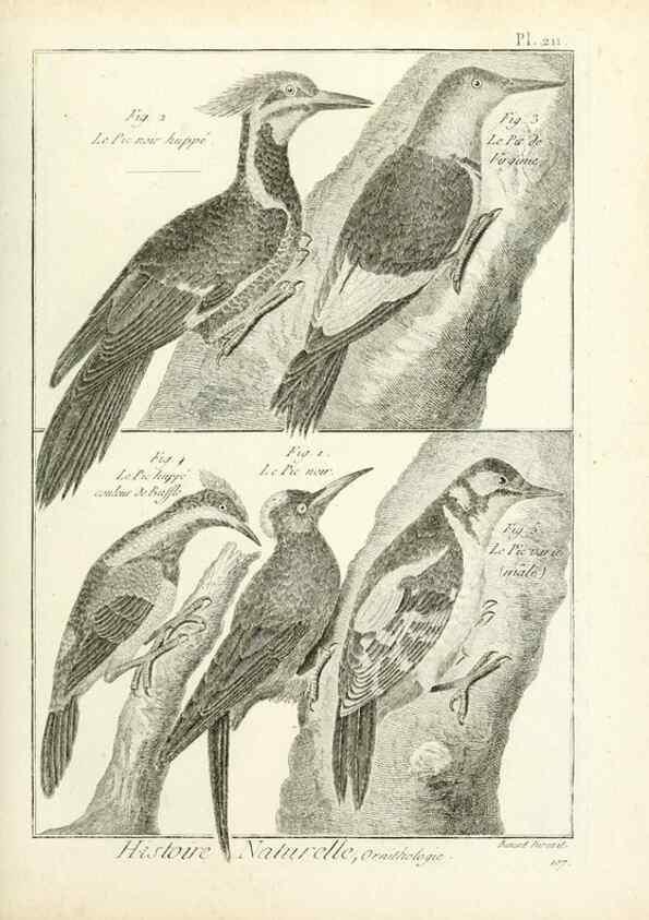 Reproducción/Reproduction 7850793254: Tableau encyclopédique et méthodique des trois règnes de la nature.. A Paris :Chez Mme. veuve Agasse ...,1823.