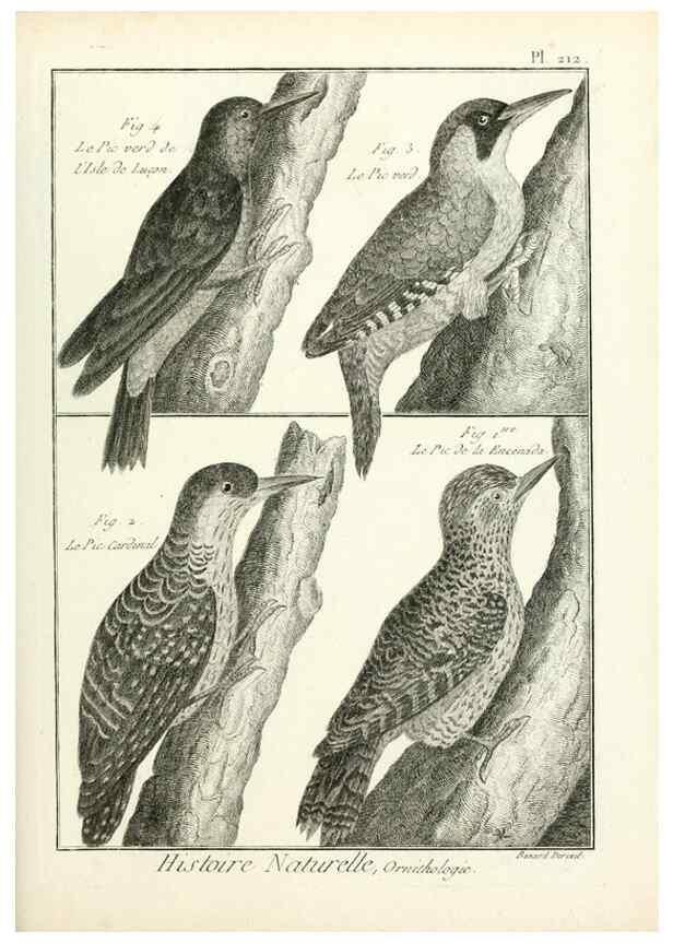 Reproducción/Reproduction 7850794584: Tableau encyclopédique et méthodique des trois règnes de la nature.. A Paris :Chez Mme. veuve Agasse ...,1823.