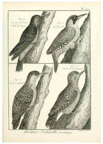 Reproducción/Reproduction 7850794584: Tableau encyclopédique et méthodique des trois règnes de la nature.. A Paris :Chez Mme. veuve Agasse ...,1823.