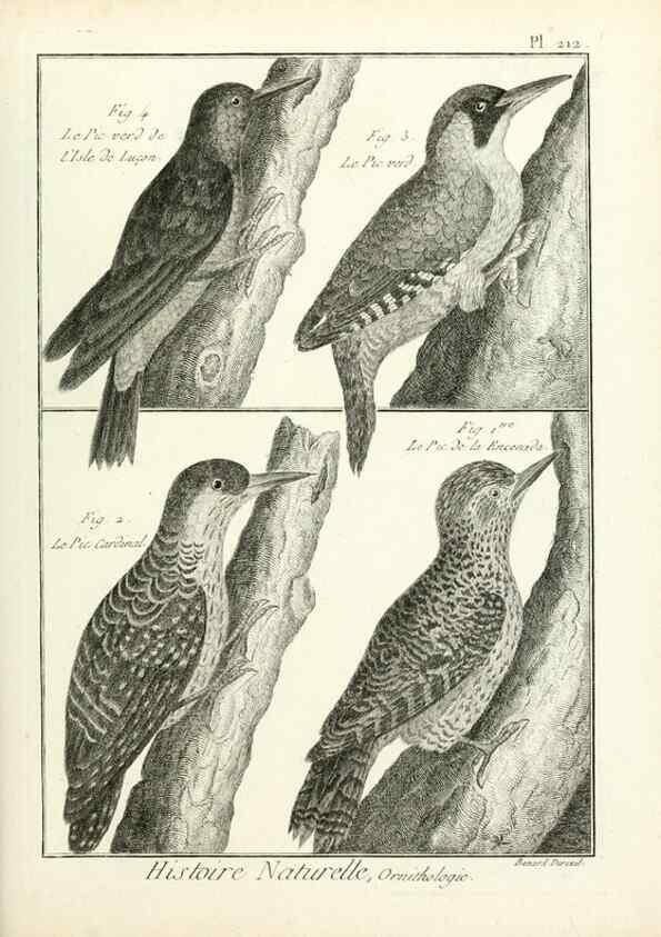 Reproducción/Reproduction 7850794584: Tableau encyclopédique et méthodique des trois règnes de la nature.. A Paris :Chez Mme. veuve Agasse ...,1823.