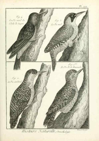 Reproducción/Reproduction 7850794584: Tableau encyclopédique et méthodique des trois règnes de la nature.. A Paris :Chez Mme. veuve Agasse ...,1823.
