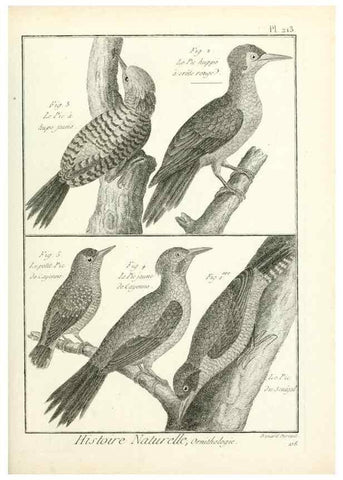Reproducción/Reproduction 7850795838: Tableau encyclopédique et méthodique des trois règnes de la nature.. A Paris :Chez Mme. veuve Agasse ...,1823.