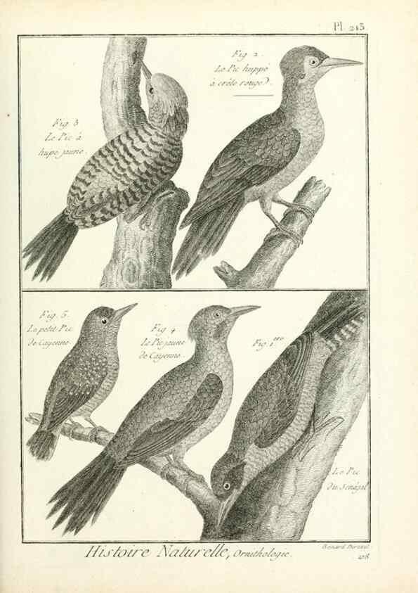 Reproducción/Reproduction 7850795838: Tableau encyclopédique et méthodique des trois règnes de la nature.. A Paris :Chez Mme. veuve Agasse ...,1823.