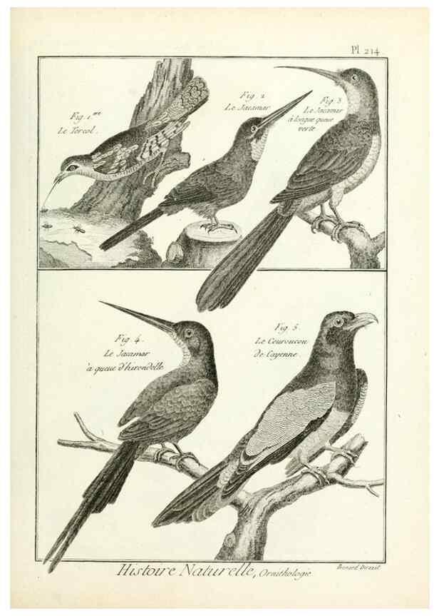 Reproducción/Reproduction 7850797042: Tableau encyclopédique et méthodique des trois règnes de la nature.. A Paris :Chez Mme. veuve Agasse ...,1823.